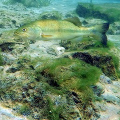 Micropterus floridanus