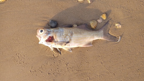 Lesser African Threadfin