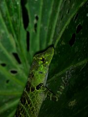 Anolis latifrons