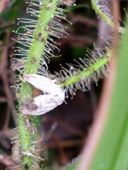 Drosera finlaysoniana