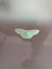 Comostola subtiliaria