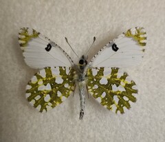 Euchloe ausonia