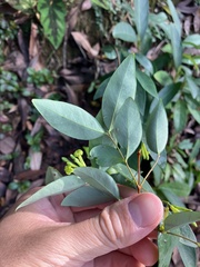 Wikstroemia nutans