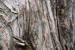 Fuscopannaria leucosticta