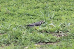Motacilla alba