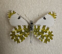 Euchloe ausonia