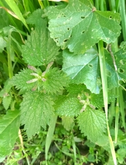 Urtica membranacea