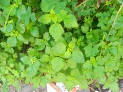 Urtica membranacea