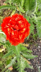 Papaver setiferum