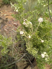 Clematis villosa