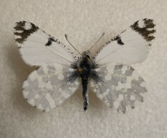 Euchloe ausonia