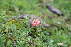 Papaver rhoeas