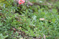 Papaver rhoeas