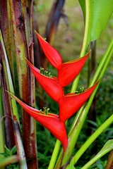 Heliconia stricta