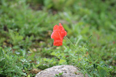 Papaver rhoeas