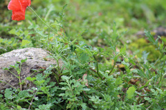 Papaver rhoeas