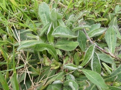 Pilosella officinarum