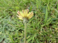 Pilosella officinarum