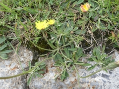 Pilosella officinarum