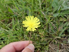 Pilosella officinarum