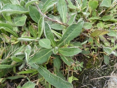 Pilosella officinarum