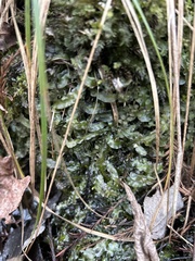 Pallavicinia