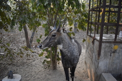Boselaphus tragocamelus