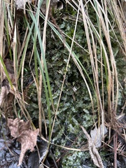 Pallavicinia