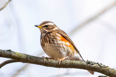 Turdus iliacus
