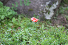 Papaver rhoeas