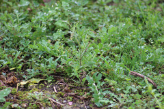 Papaver rhoeas