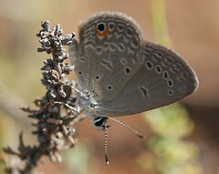 Eicochrysops messapus