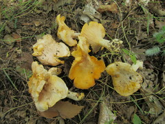Cantharellus pallens