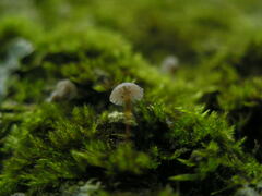 Mycena pseudocorticola