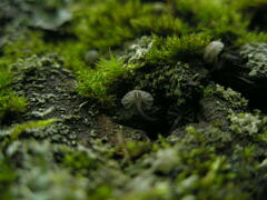 Mycena pseudocorticola