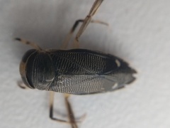 Graptocorixa