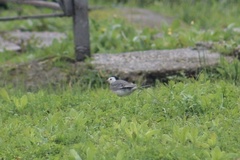 Motacilla alba
