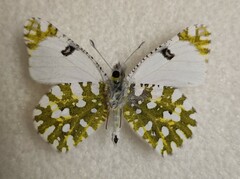 Euchloe ausonia