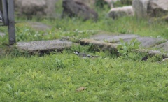 Motacilla alba