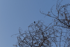 Dicrurus macrocercus