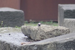 Motacilla alba