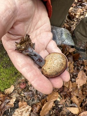 Daedaleopsis confragosa