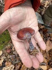 Daedaleopsis confragosa