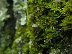 Mycena pseudocorticola
