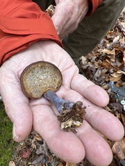 Daedaleopsis confragosa