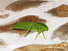 Holochlorini