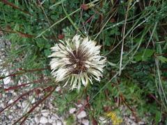 Carlina acaulis