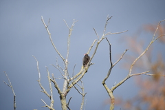 Cathartes aura septentrionalis