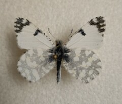Euchloe ausonia