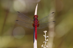 Erythrodiplax castanea